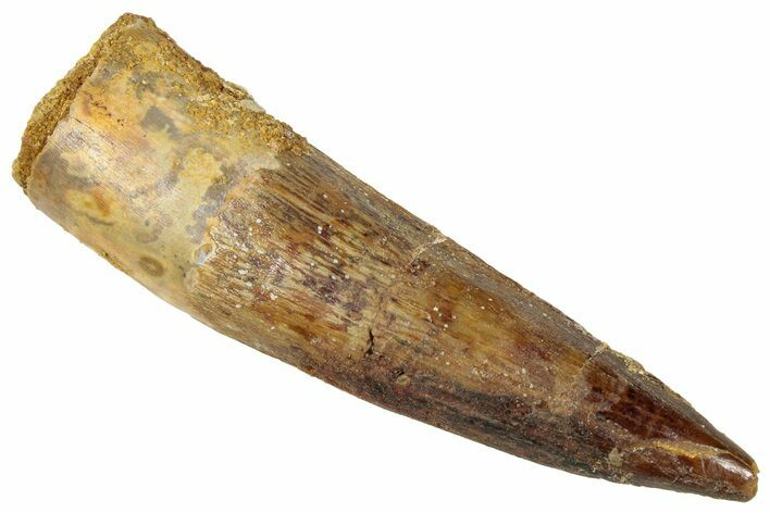 Fossil Spinosaurus Tooth - Real Dinosaur Tooth #316828